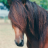 horserider